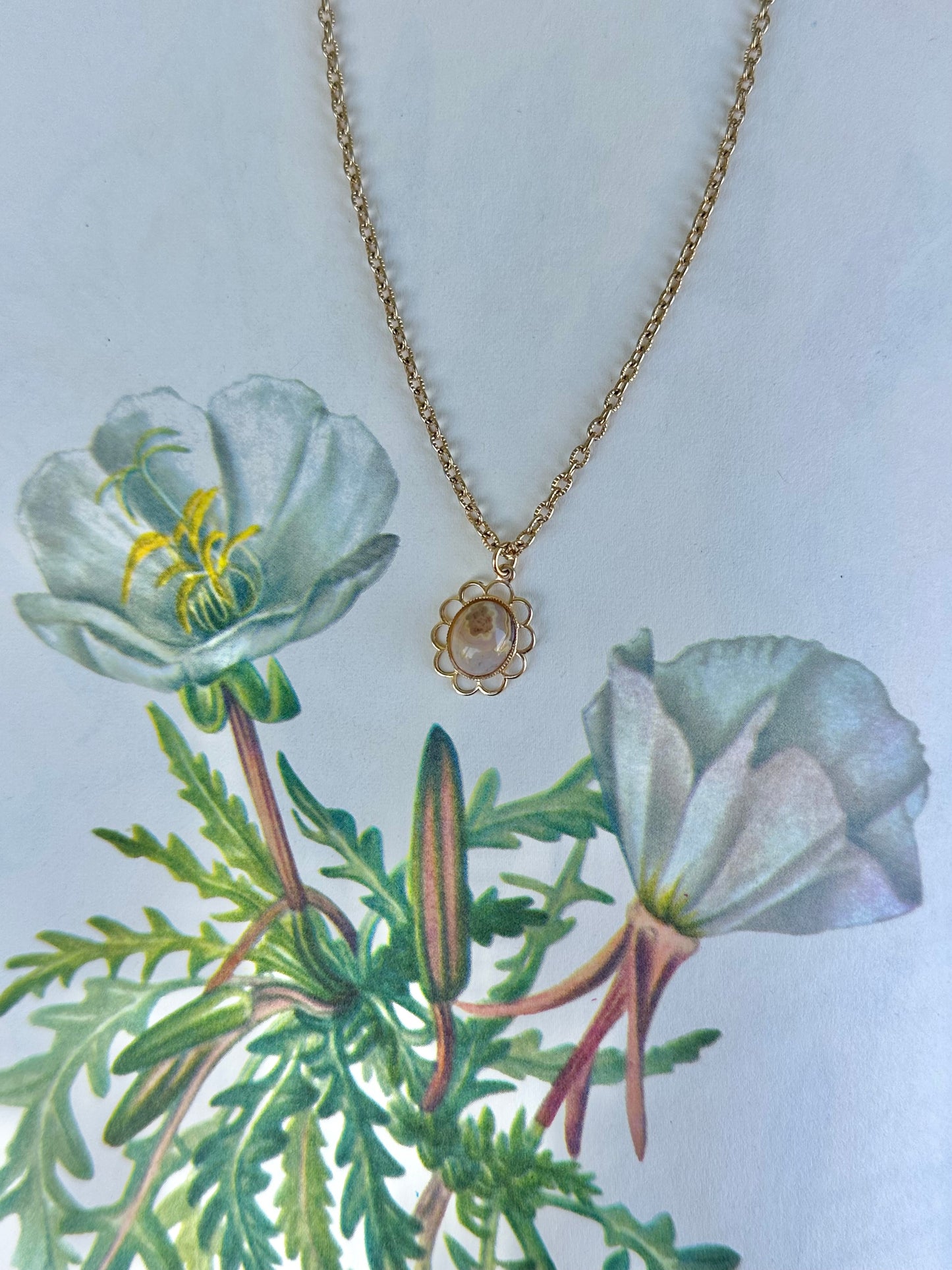 Stoneflower