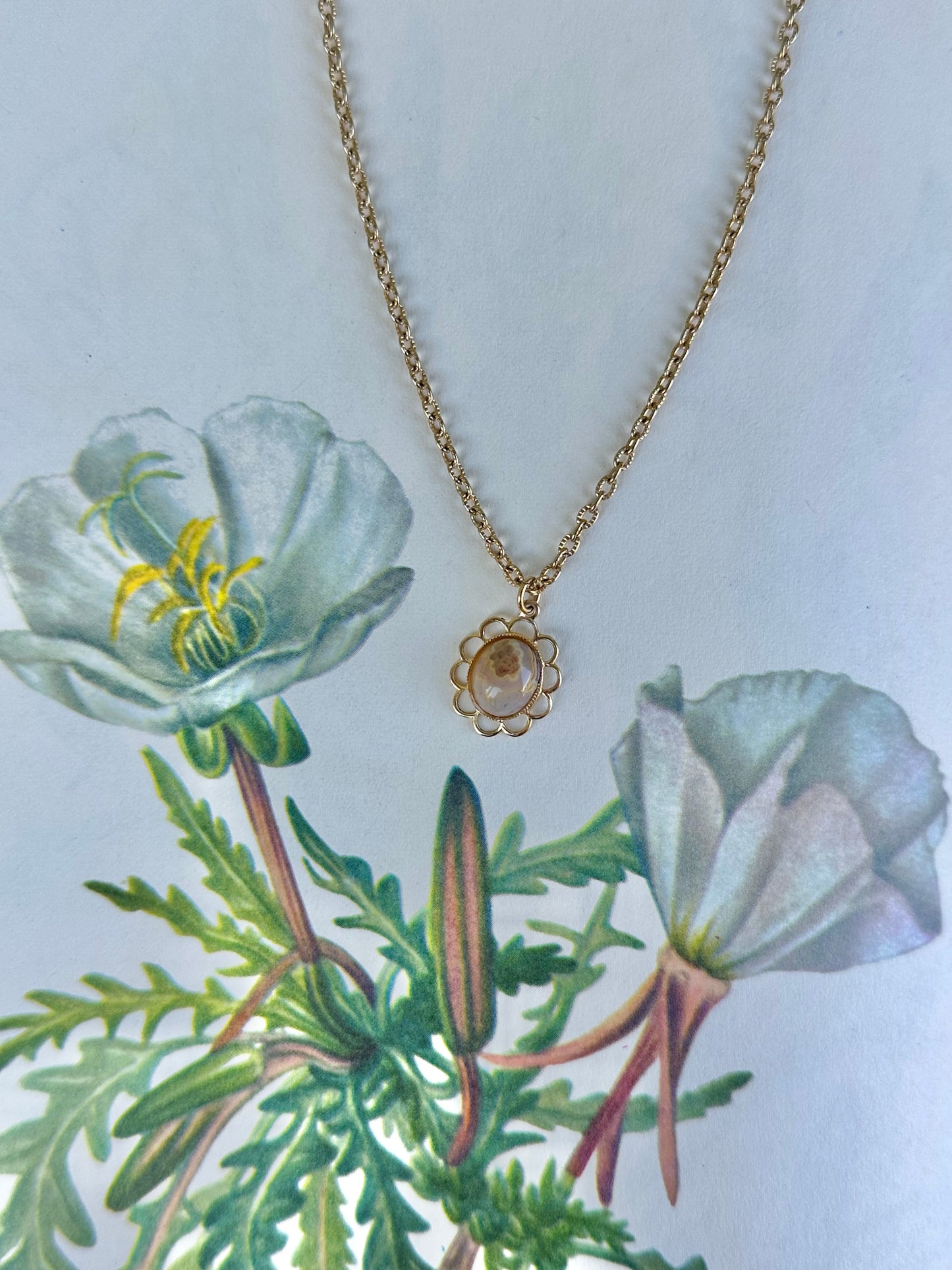 Stoneflower