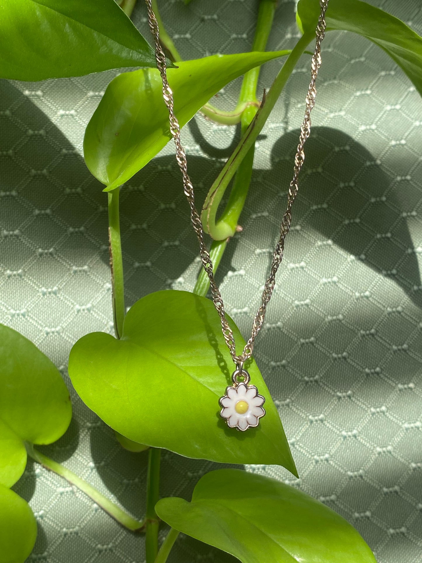 Dainty Daisy