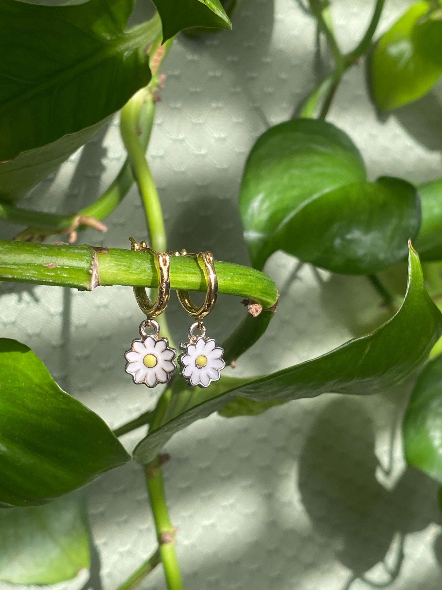 Dainty Daisies