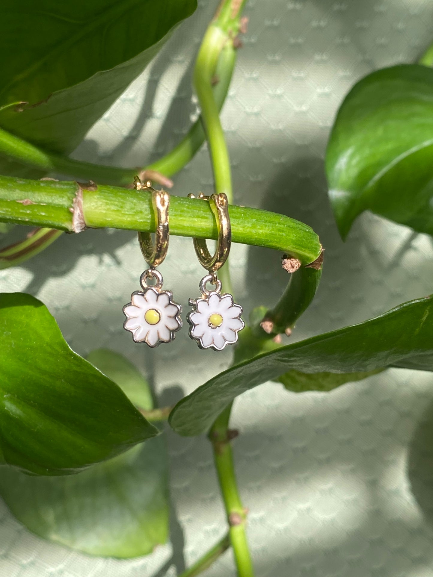 Dainty Daisies