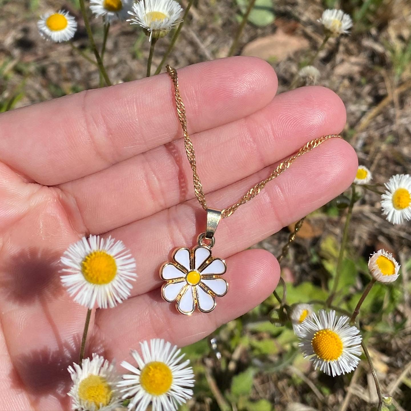 Daisy Dreams