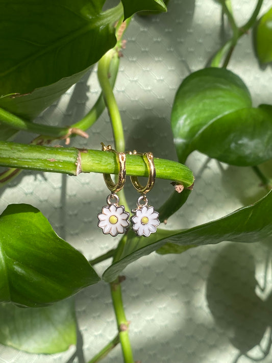 Dainty Daisies